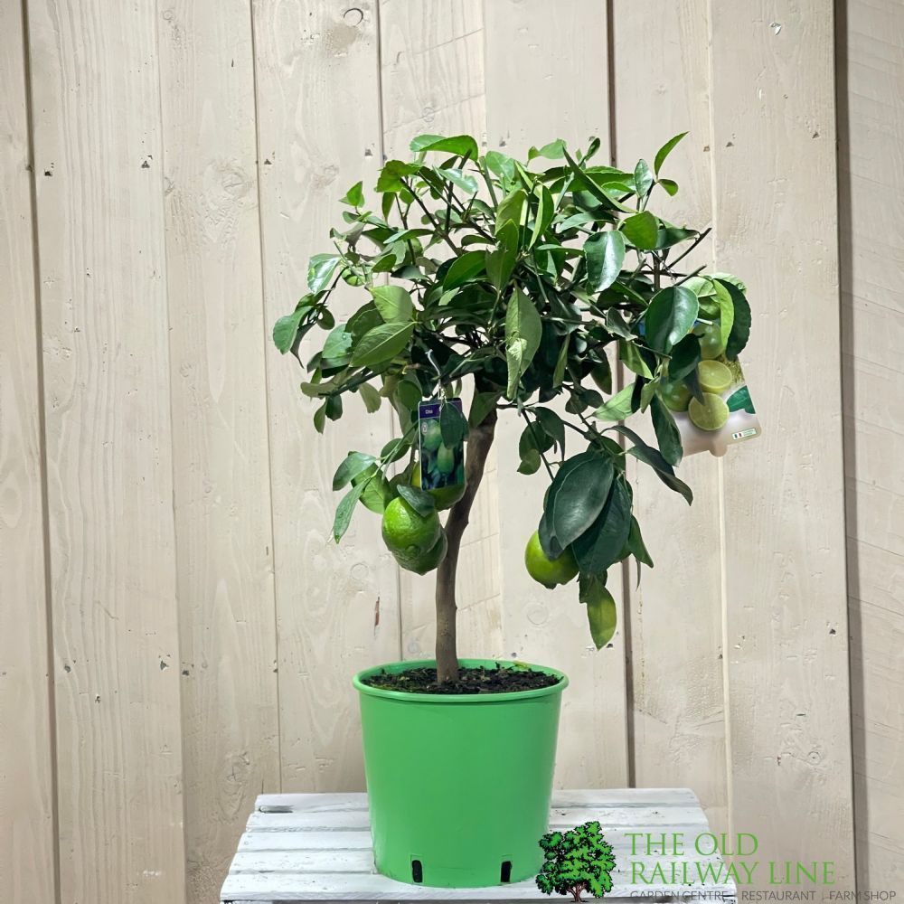 Lime Tree Mini-Stem Fruit Tree 3Ltr Pot