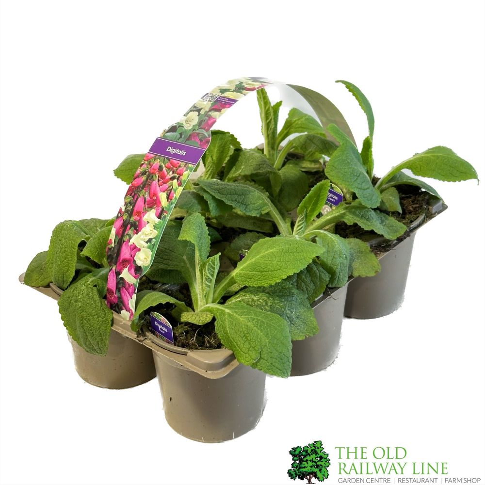 Foxglove 'Digitalis' Pack of 6 Mixed Colour