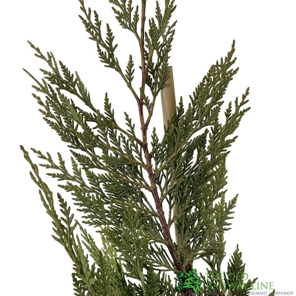 Cupressus leylandii Conifer Hedging Plant 1.25m Tall (IT)
