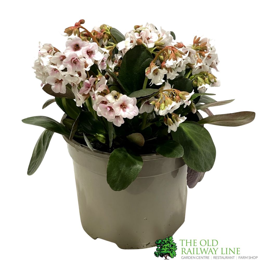 Bergenia 'Dragonfly Angel Kiss' Plant 2Ltr Pot