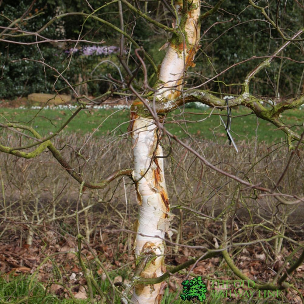 Betula Alba 'Spider Alley' Birch Tree 2.5m Tall (IT)