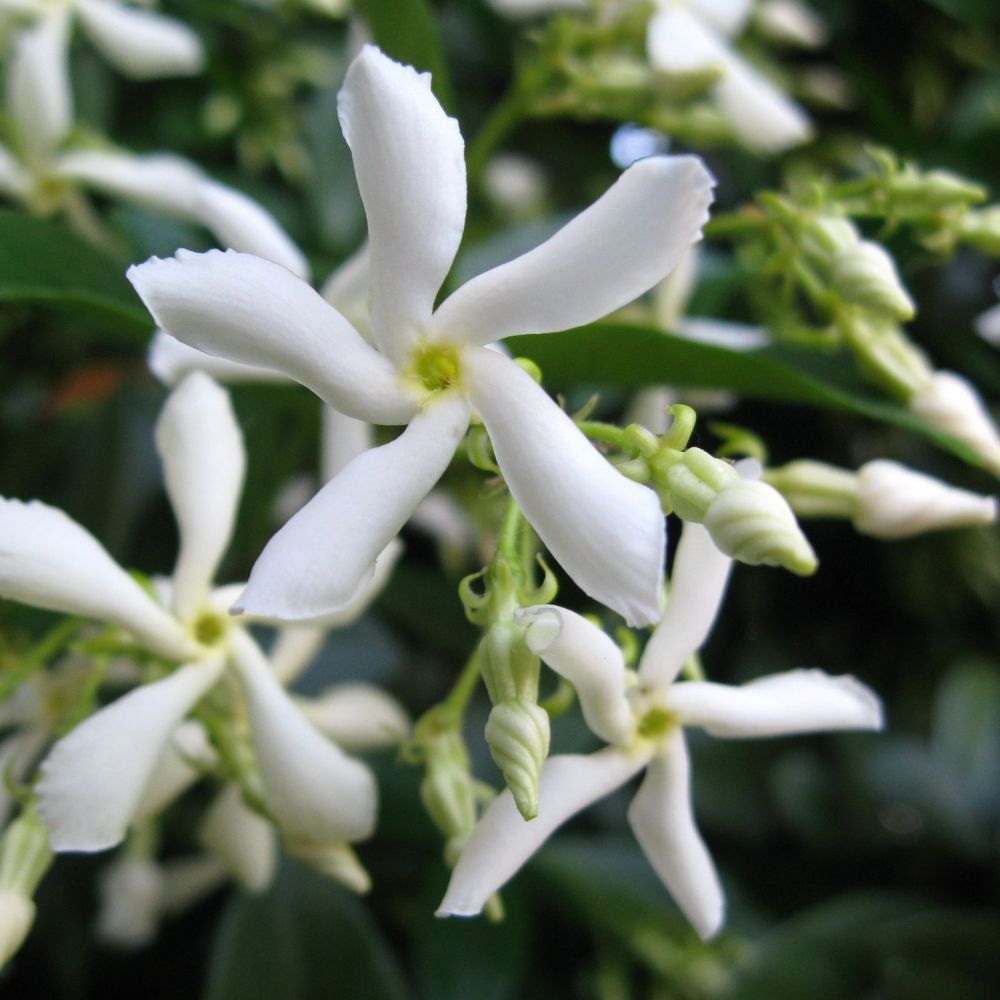 Trachelospermum Jasminoides 'Star Jasmine' Climber 1m Tall (IT)