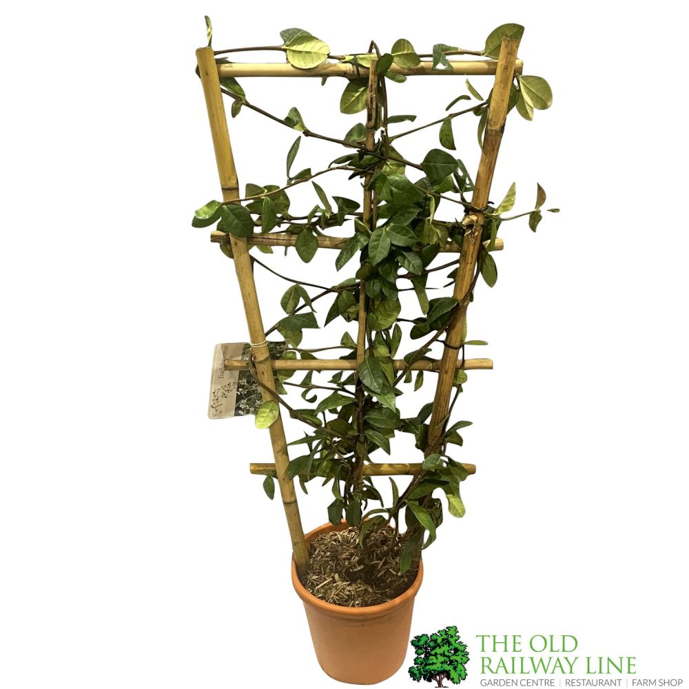 Trachelospermum Jasminoides Climber on Frame 80cm Tall (IT)