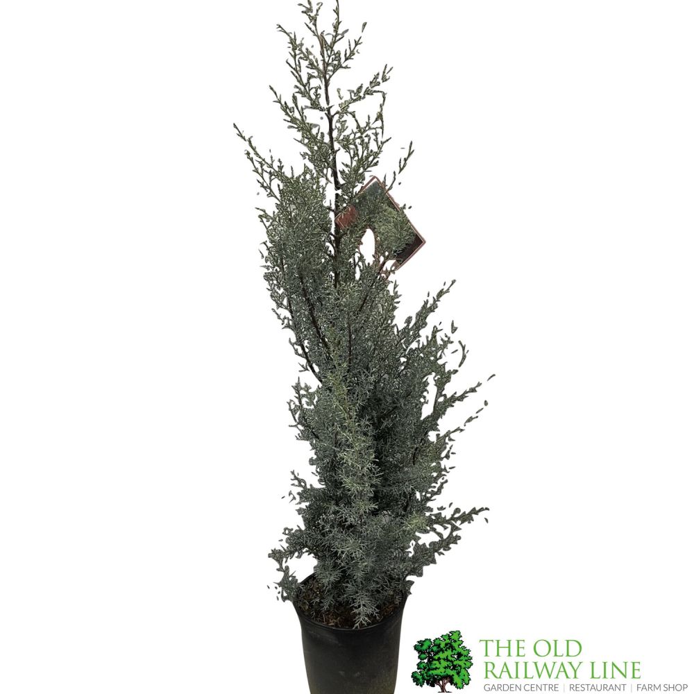 Cupressus Arizonica 'Glauca' Cypress Plant - 10Ltr Pot