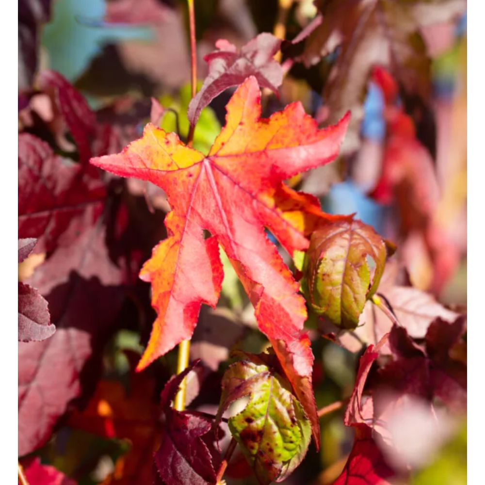 Liquidambar Styraciflua 'Sweet gum' Tree 2m Tall (IT)