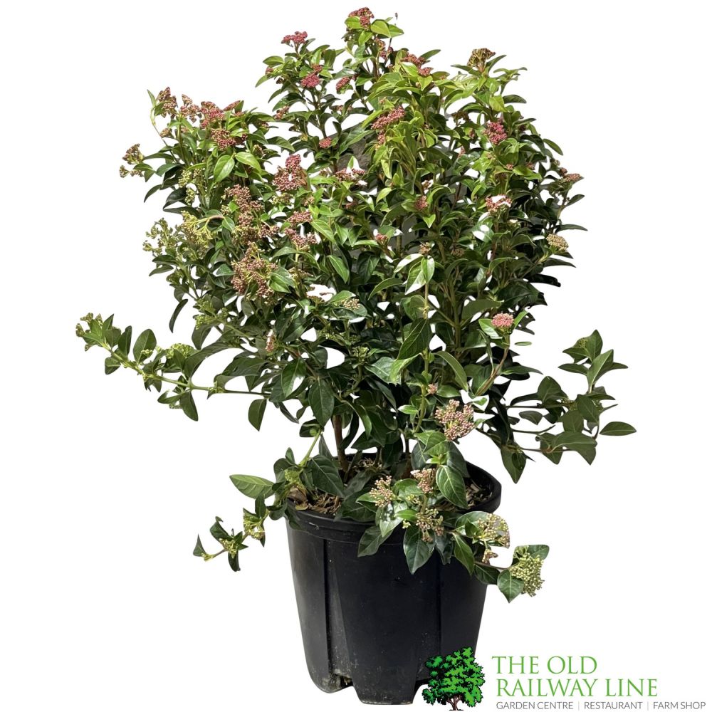 Viburnum Tinus 'Eve Price' Laurustinus Plant 60cm Tall (IT)