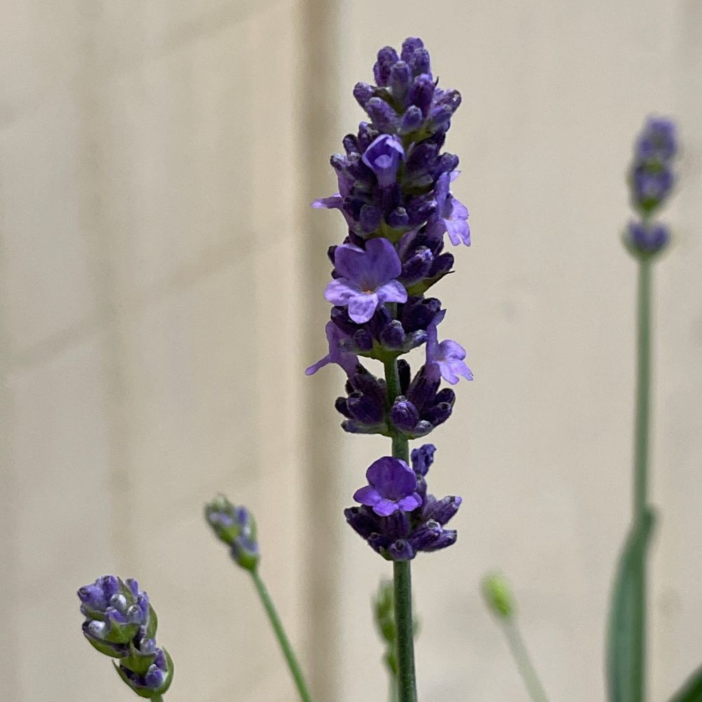 Lavandula Hidcote 'Essence' Lavender Plant 2Ltr Pot