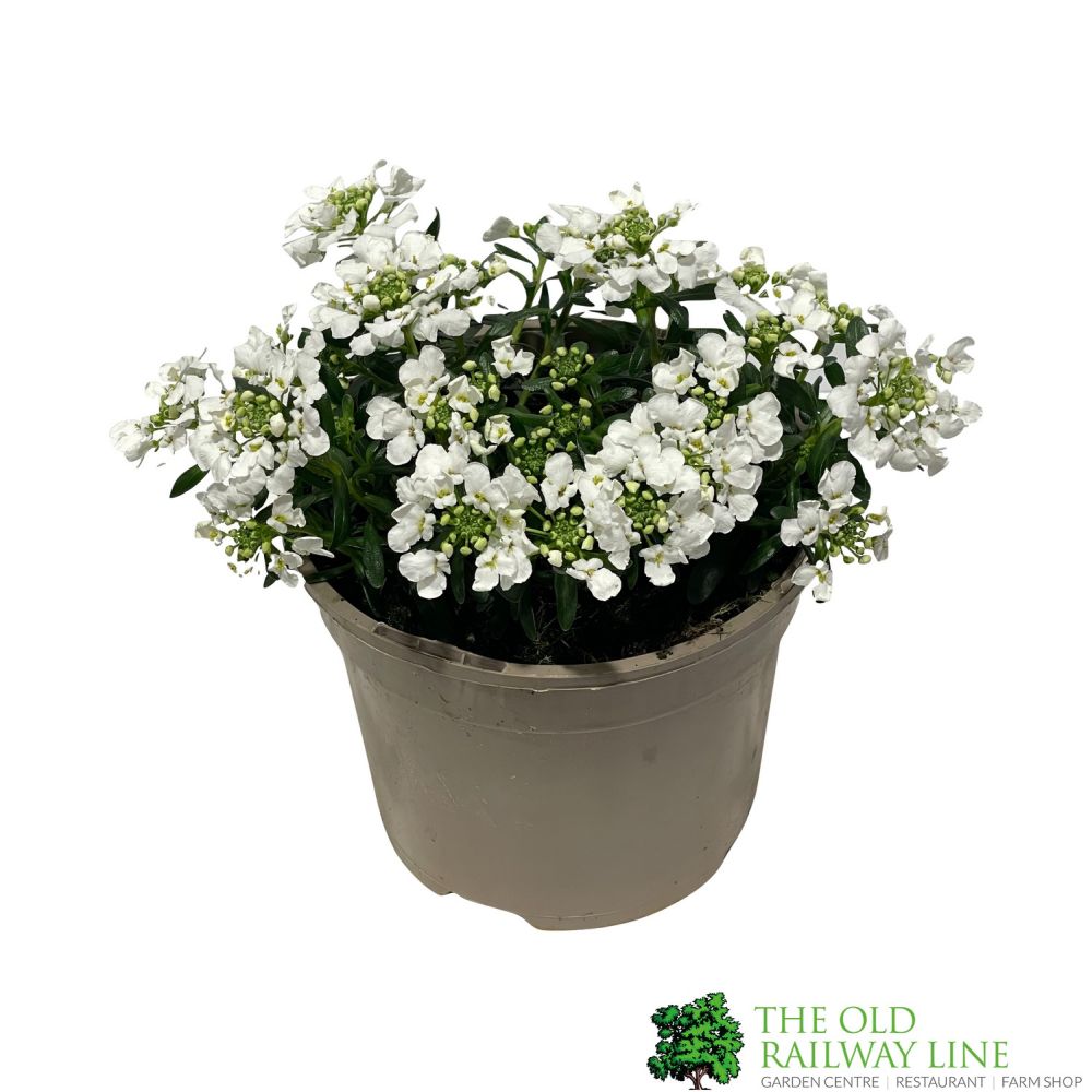 Iberis 'Snowsurfer' Plant 2Ltr Pot