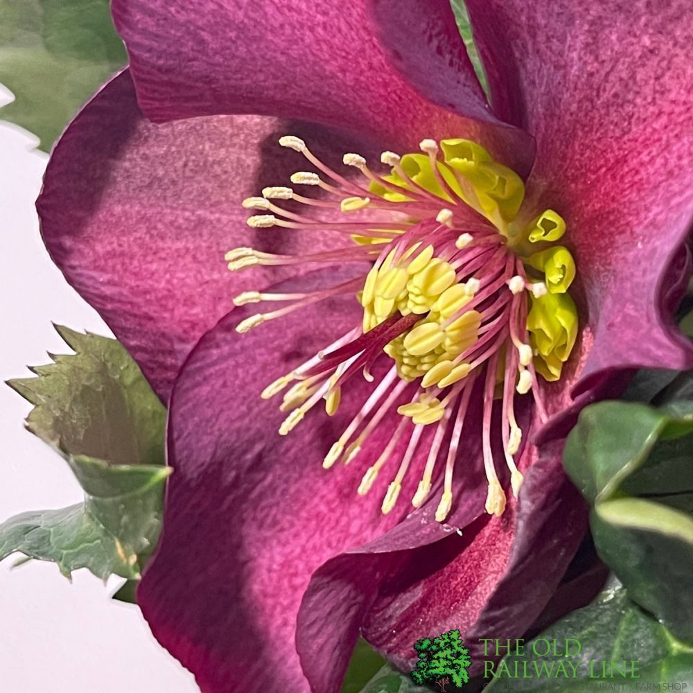 Hellebore 'Ice N' Roses Red' Helleborus Gold Collection 4.5Ltr Pot