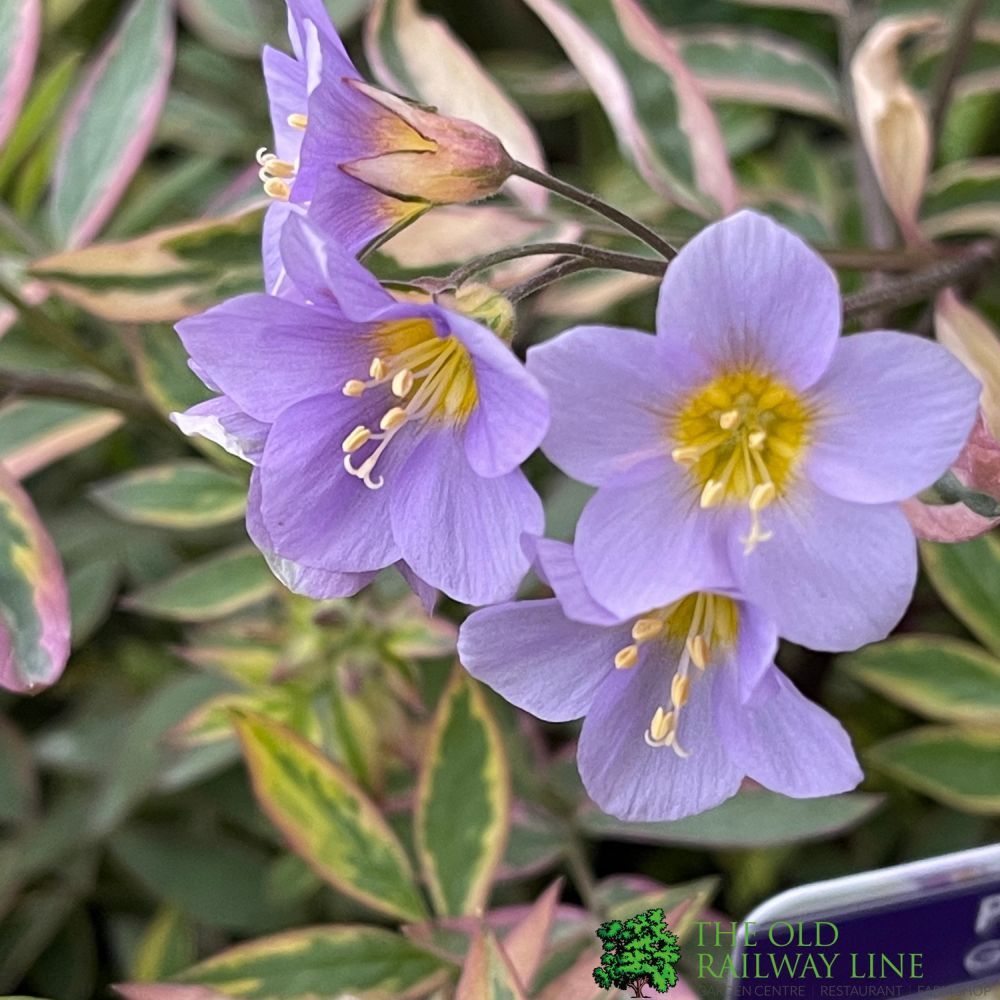 Polemonium 'Golden Feathers' Plant 3 Ltr Pot