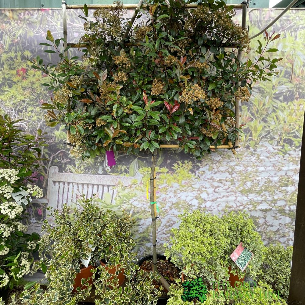 Photinia x Fraseri 'Red Robin' Pleached Form 2m Tall