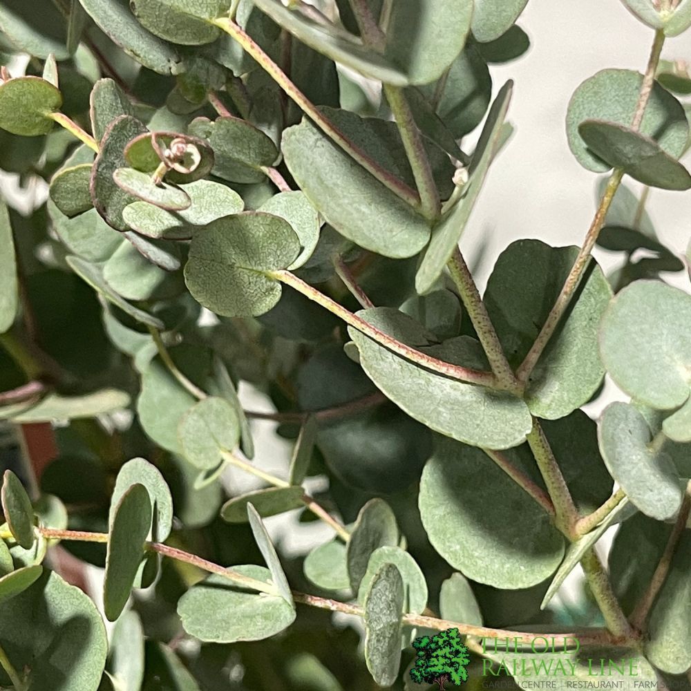 Eucalyptus Gunnii Tree 'Azura' 2.5m Tall (IT)
