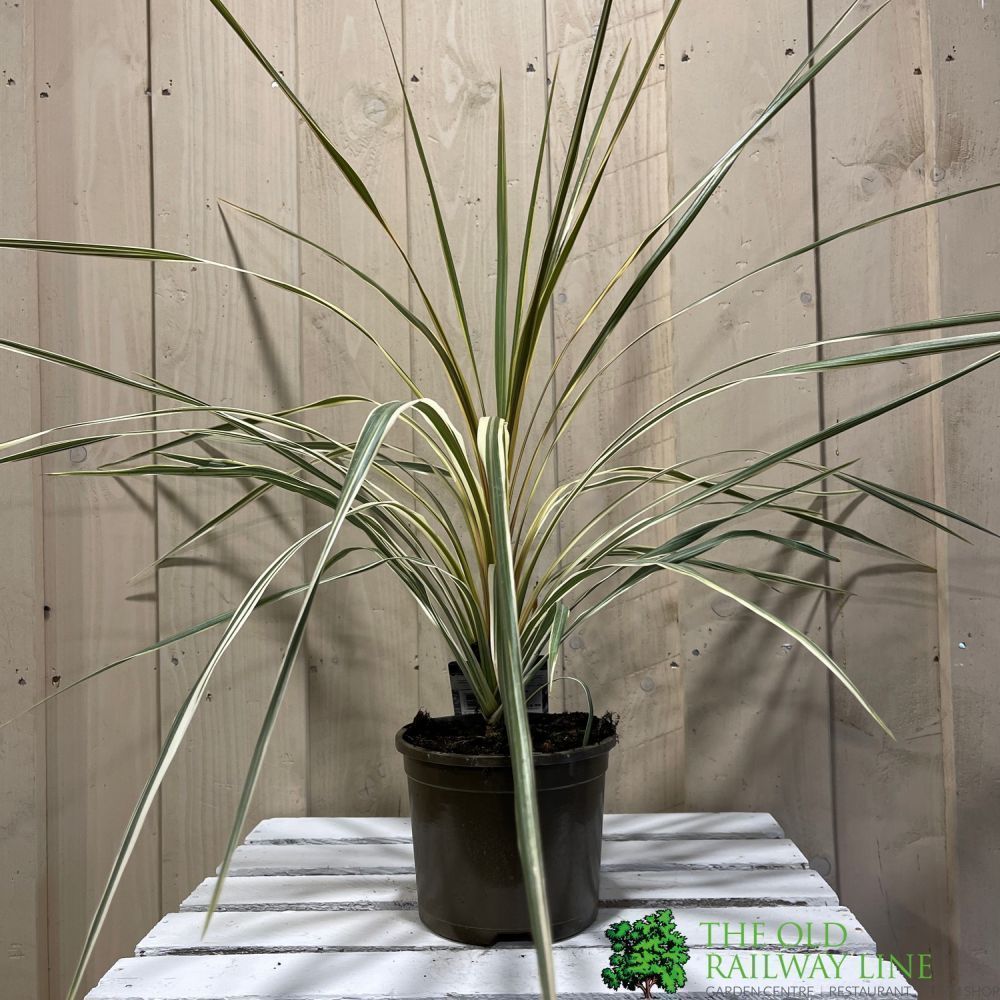 Cordyline Australis 'Torbay Dazzler' Plant 2Ltr Pot
