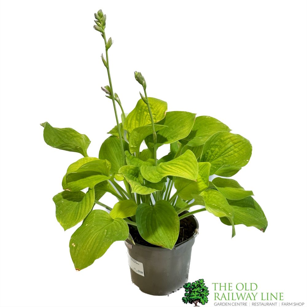 Hosta 'August Moon' 3Ltr Pot