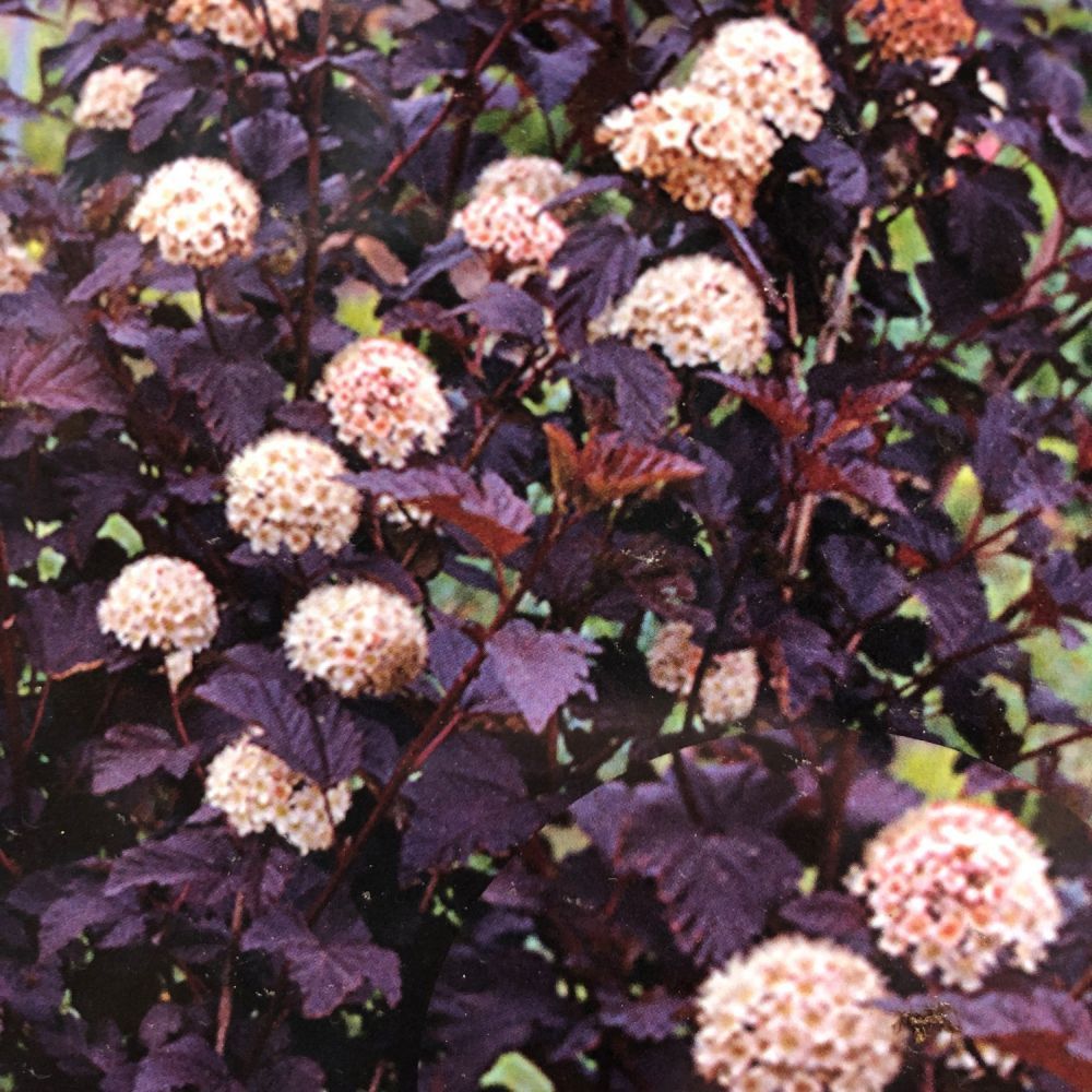 Physocarpus Opulifolius 'Diablo' Ninebark Plant 3Ltr Pot