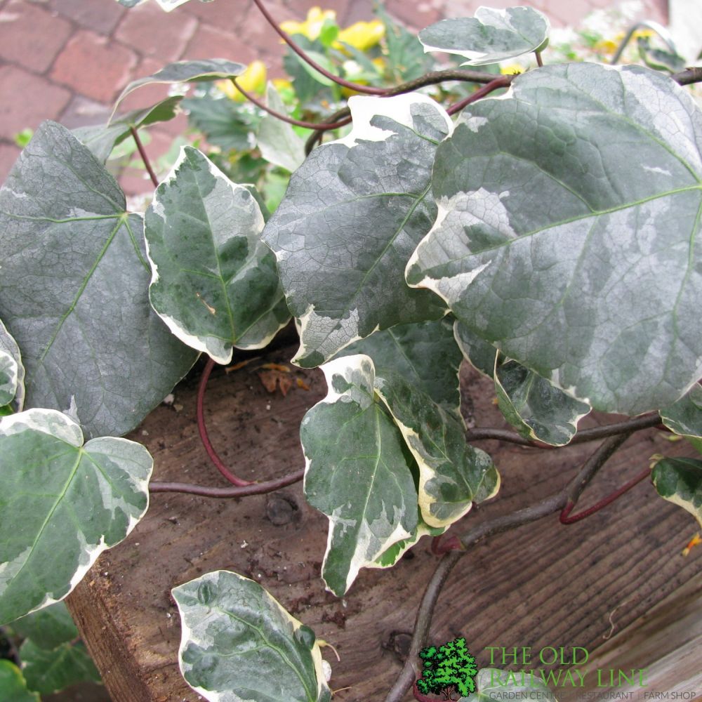 Hedera 'Gloire de Marengo' Climbing Ivy 3Ltr Pot