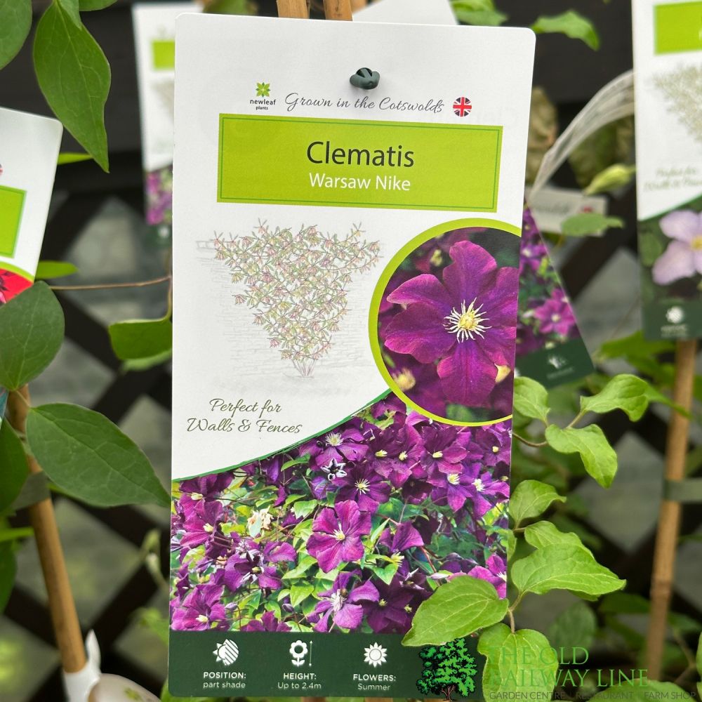 Clematis 'Warszawska Nike' 3Ltr Pot