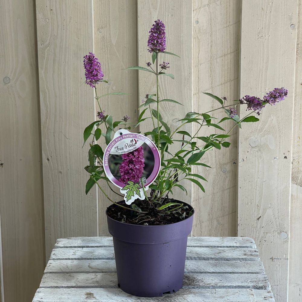 Buddleja Free Petite 'Tutti Frutti' Plant 3Ltr (NL)