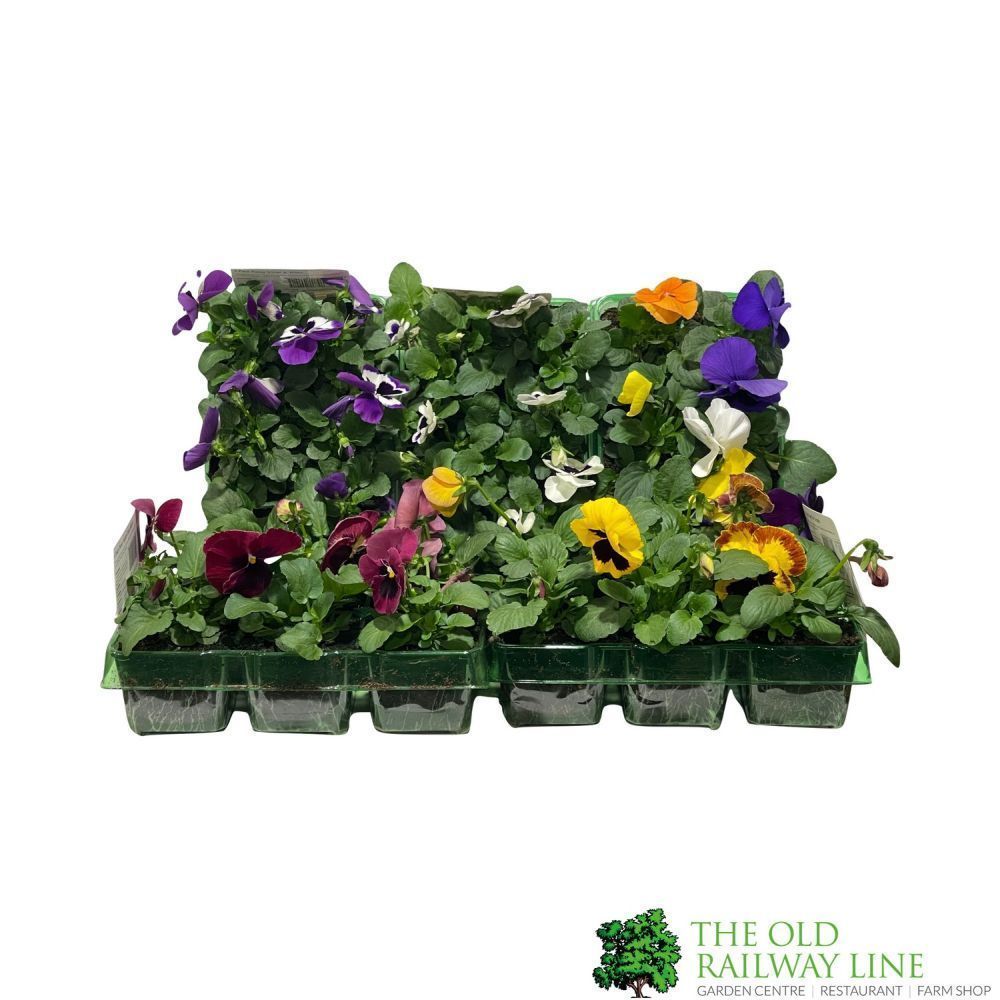 Pansy Plants Assorted Six Pack of Plants