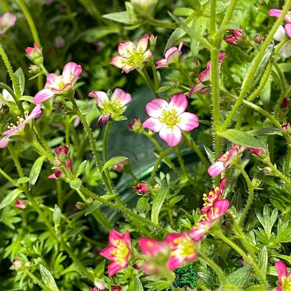 Saxifrage Mixed Six Pack of Plants