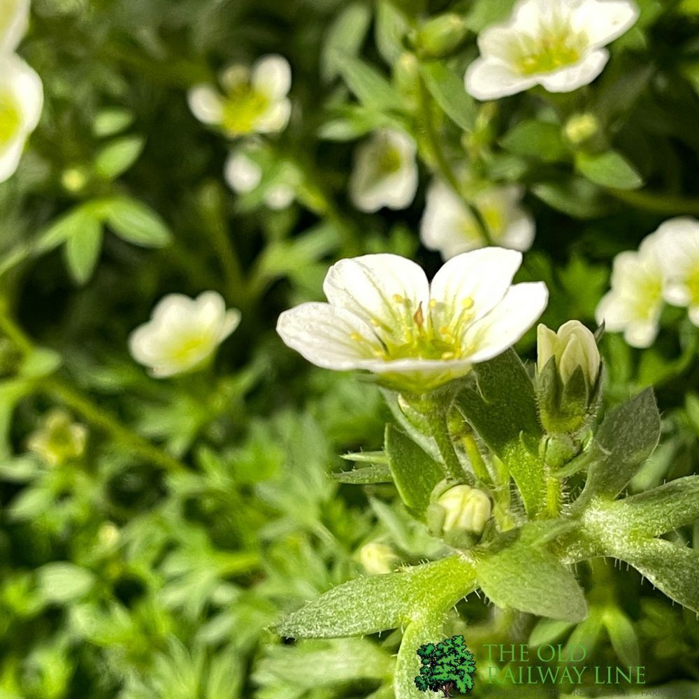 Saxifrage Mixed Six Pack of Plants