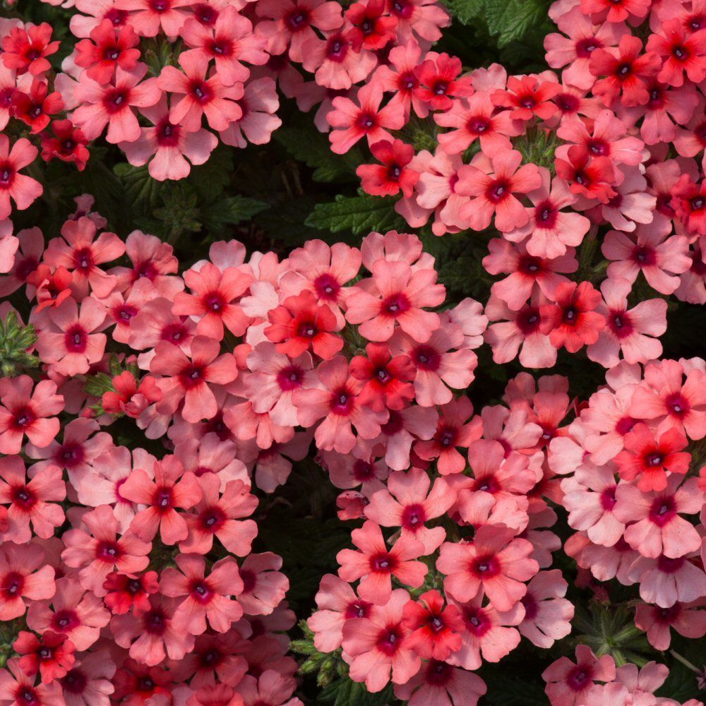 Verbena Showboat Mango Bedding Plug Plant