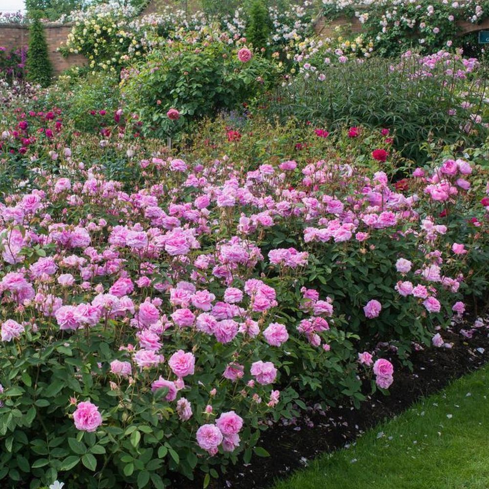David Austin 'The Mayflower' Pink English Rose 6Ltr Pot