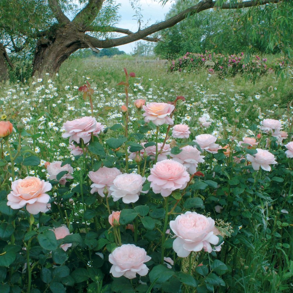 David Austin 'Queen of Sweden' Pink English Rose 6Ltr Pot