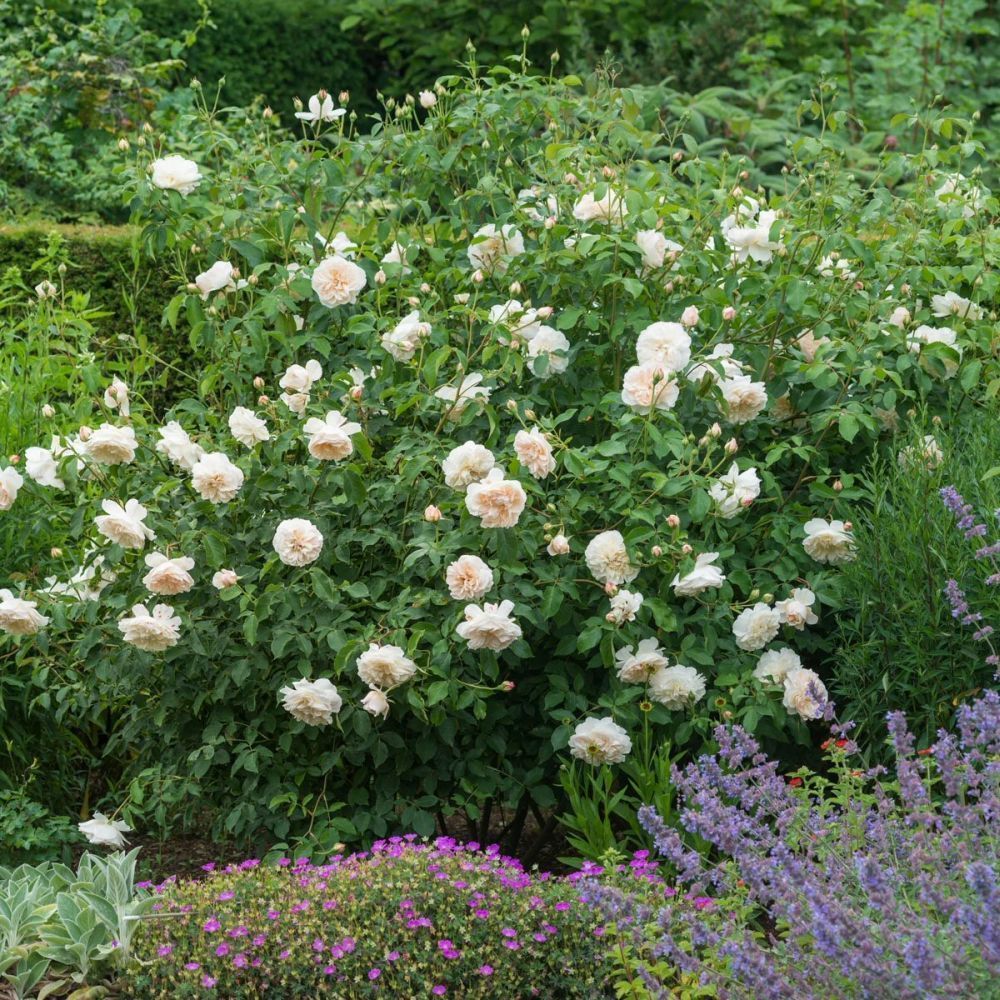 David Austin 'Lichfield Angel' Cream English Shrub Rose 6Ltr Pot