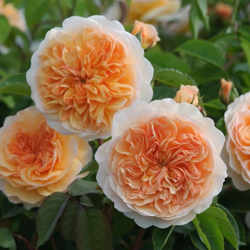 David Austin 'Port Sunlight' Orange Shrub Rose 6Ltr Pot