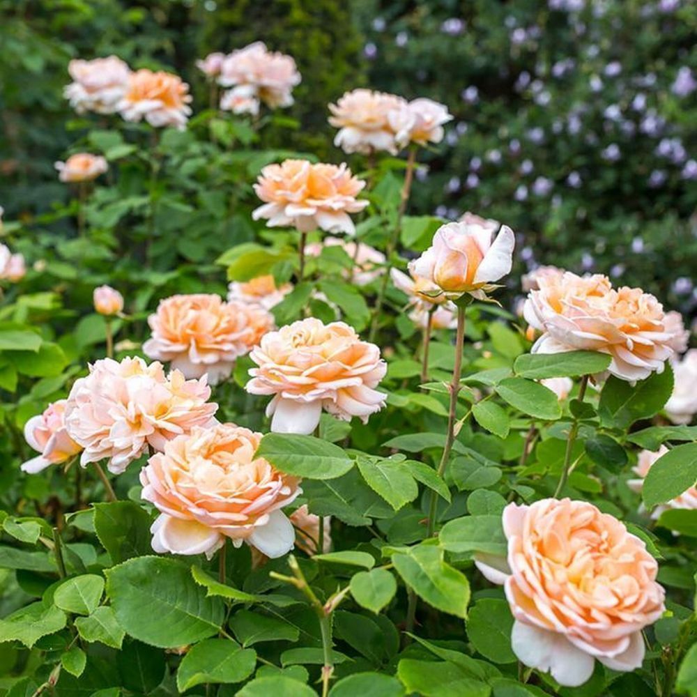 David Austin 'The Lady Gardener' Peach English Shrub Rose 6Ltr Pot