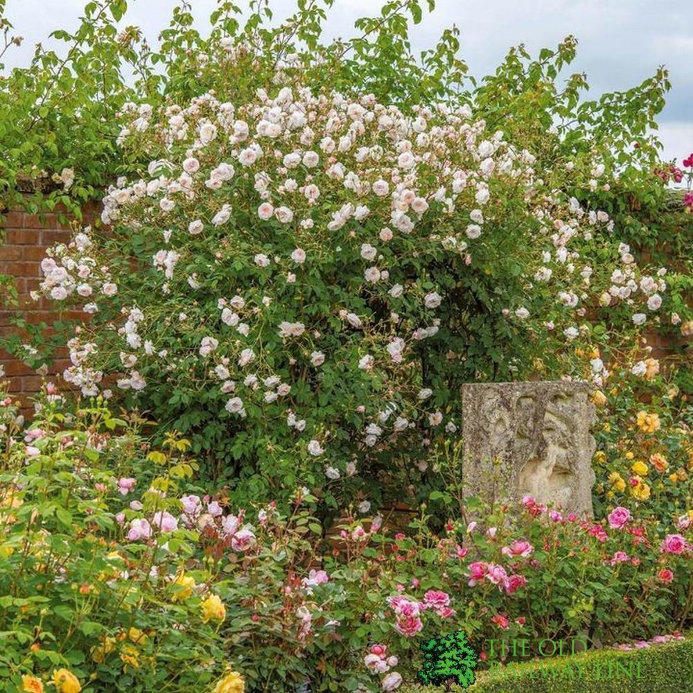 David Austin 'The Albrighton Rambler' Pale Pink Rose 6Ltr Pot
