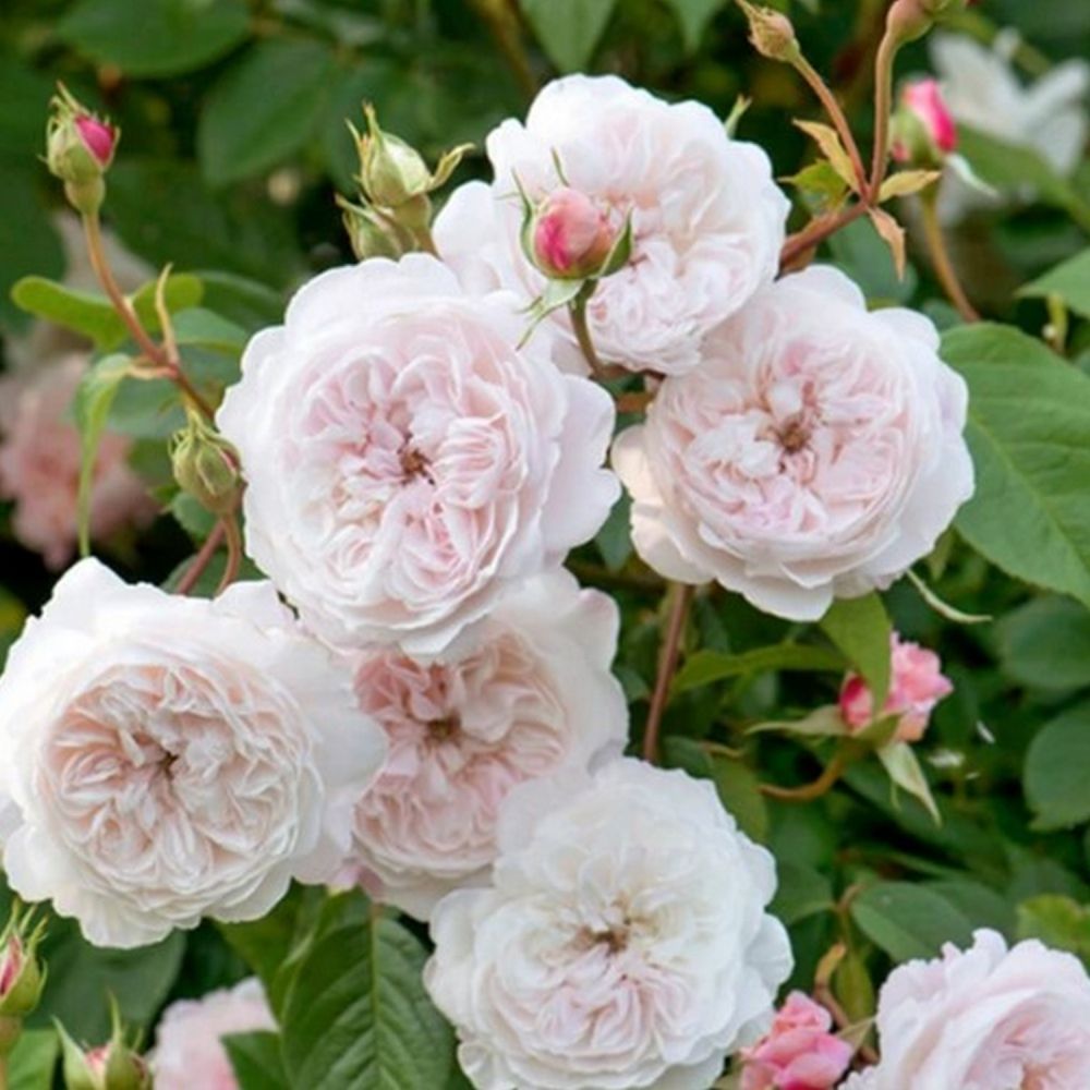 David Austin 'The Albrighton Rambler' Pale Pink Rose 6Ltr Pot