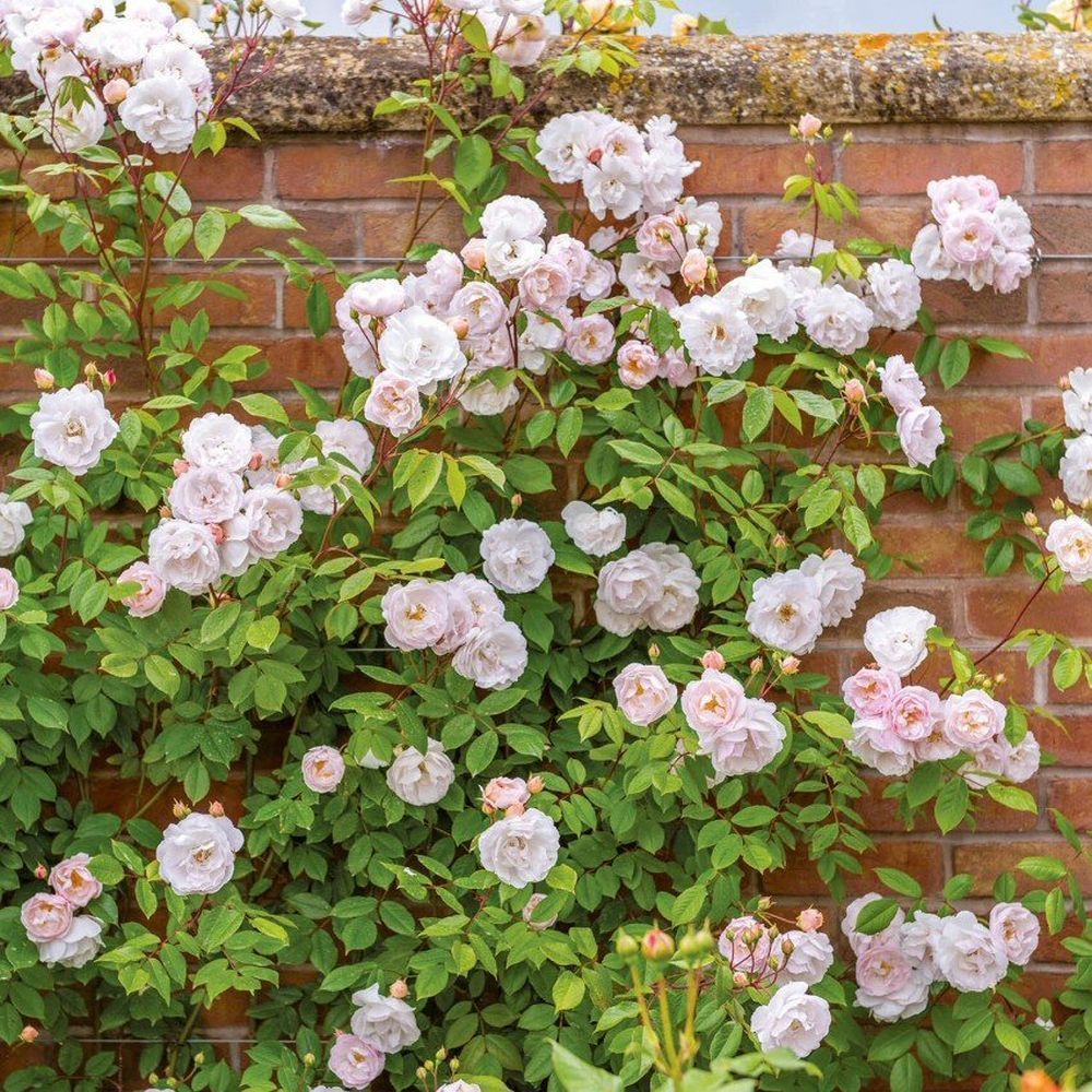 David Austin 'The Lady of the Lake' Pale Pink Rose Plant 6Ltr Pot