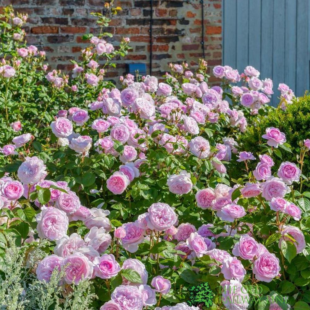 David Austin 'Olivia Rose Austin' Mid Pink English Rose 6Ltr Pot