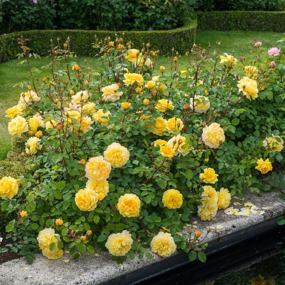 David Austin 'The Poet's Wife' Yellow English Rose 6Ltr Pot