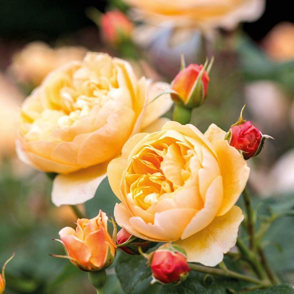 David Austin 'Roald Dahl' Apricot English Shrub Rose Plant 6Ltr Pot