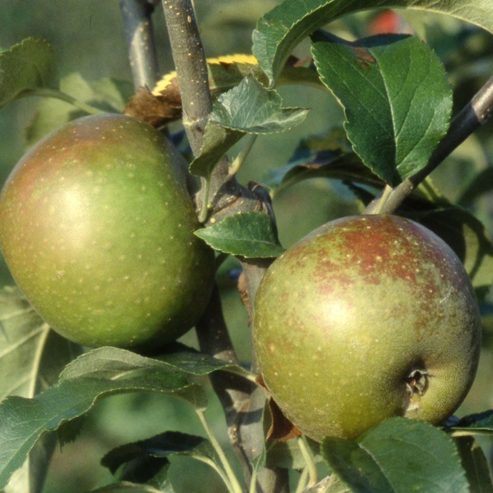 Frank P Matthews 'Egremont Russet' Appl Fruit Tree - 12Ltr Pot