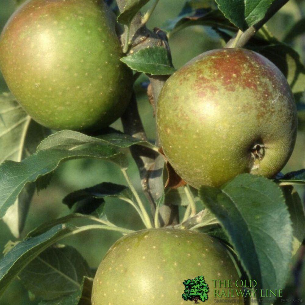 Frank P Matthews 'Egremont Russet' Appl Fruit Tree - 12Ltr Pot