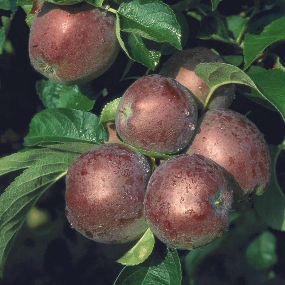 Apple Tree 'Spartan' 12Ltr Pot