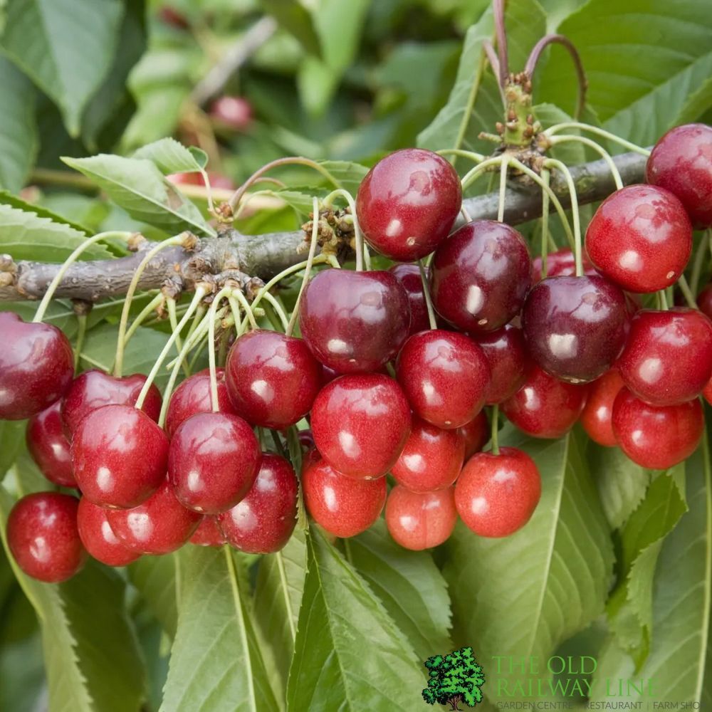 Cherry Tree 'Stella' 12Ltr Pot