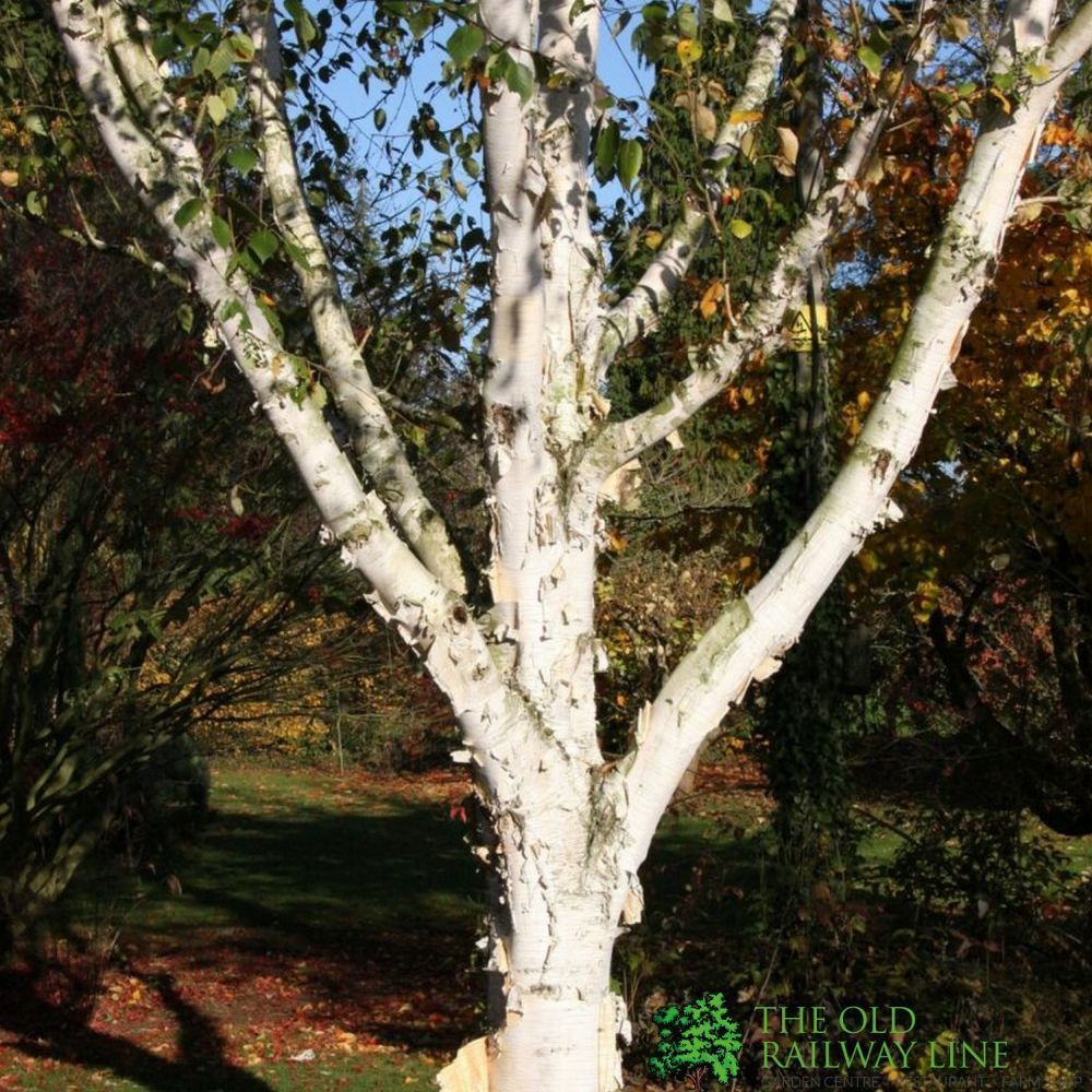 Betula Utilis 'Snow Queen' Birch Tree 12Ltr Pot