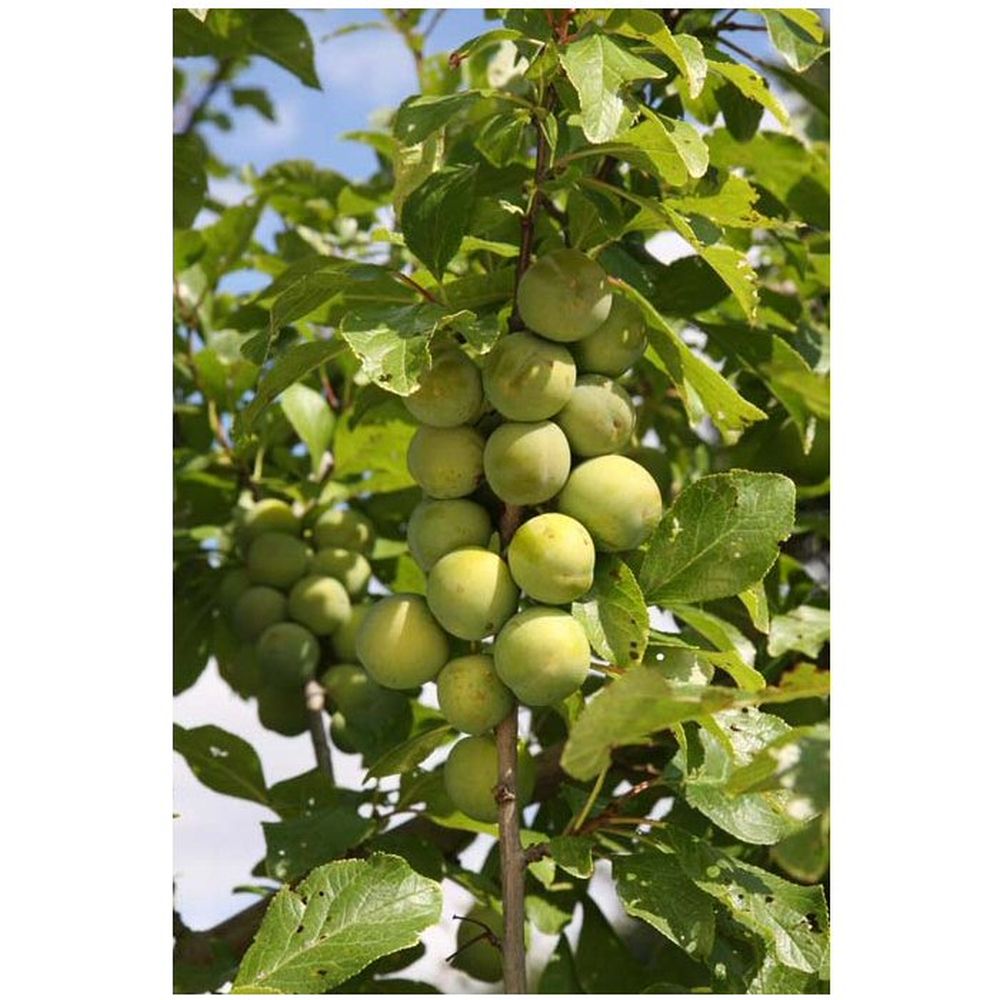 Gage Tree 'Old Greengage' Fruit Tree 12Ltr Pot