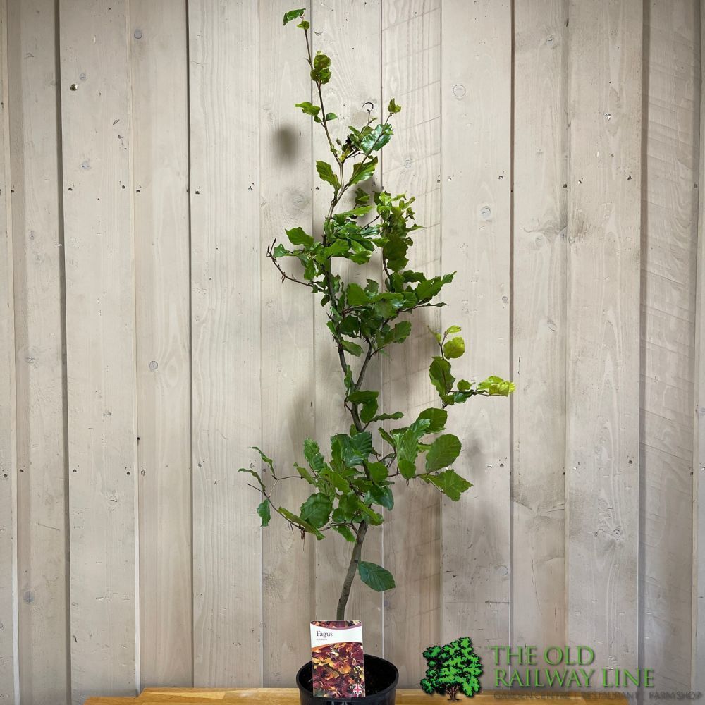 Fagus sylvatica Common Beech tree 3Ltr Pot