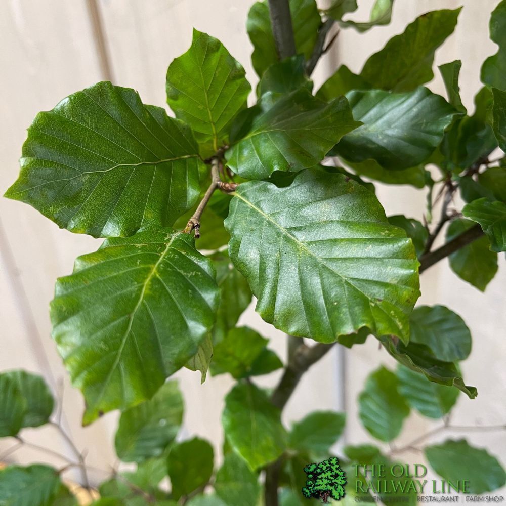 Fagus sylvatica Common Beech tree 3Ltr Pot