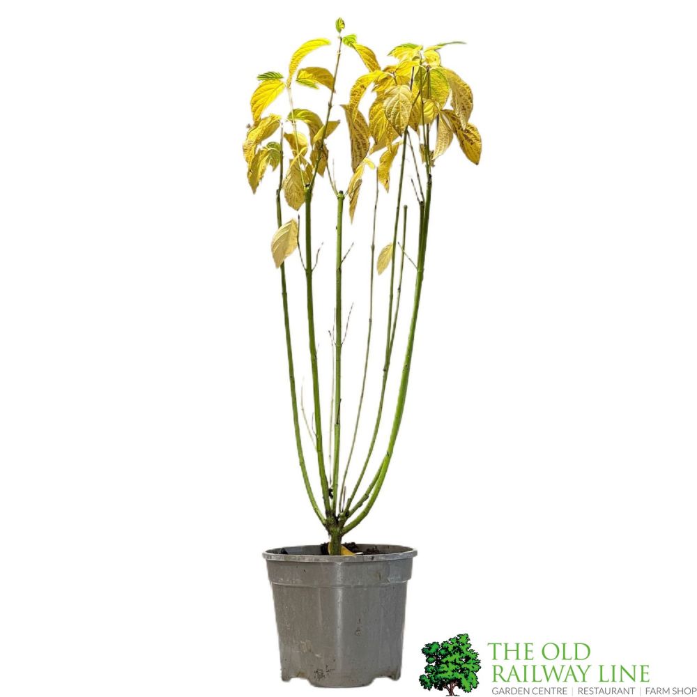 Cornus 'Flaviramea' Dogwood Plant 3Ltr Pot