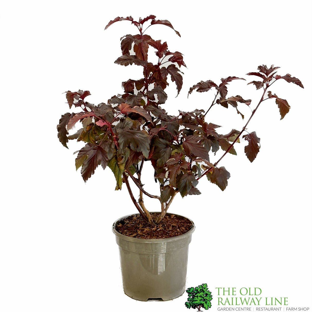 Physocarpus Opulifolius 'Lady in Red' 3Ltr Pot
