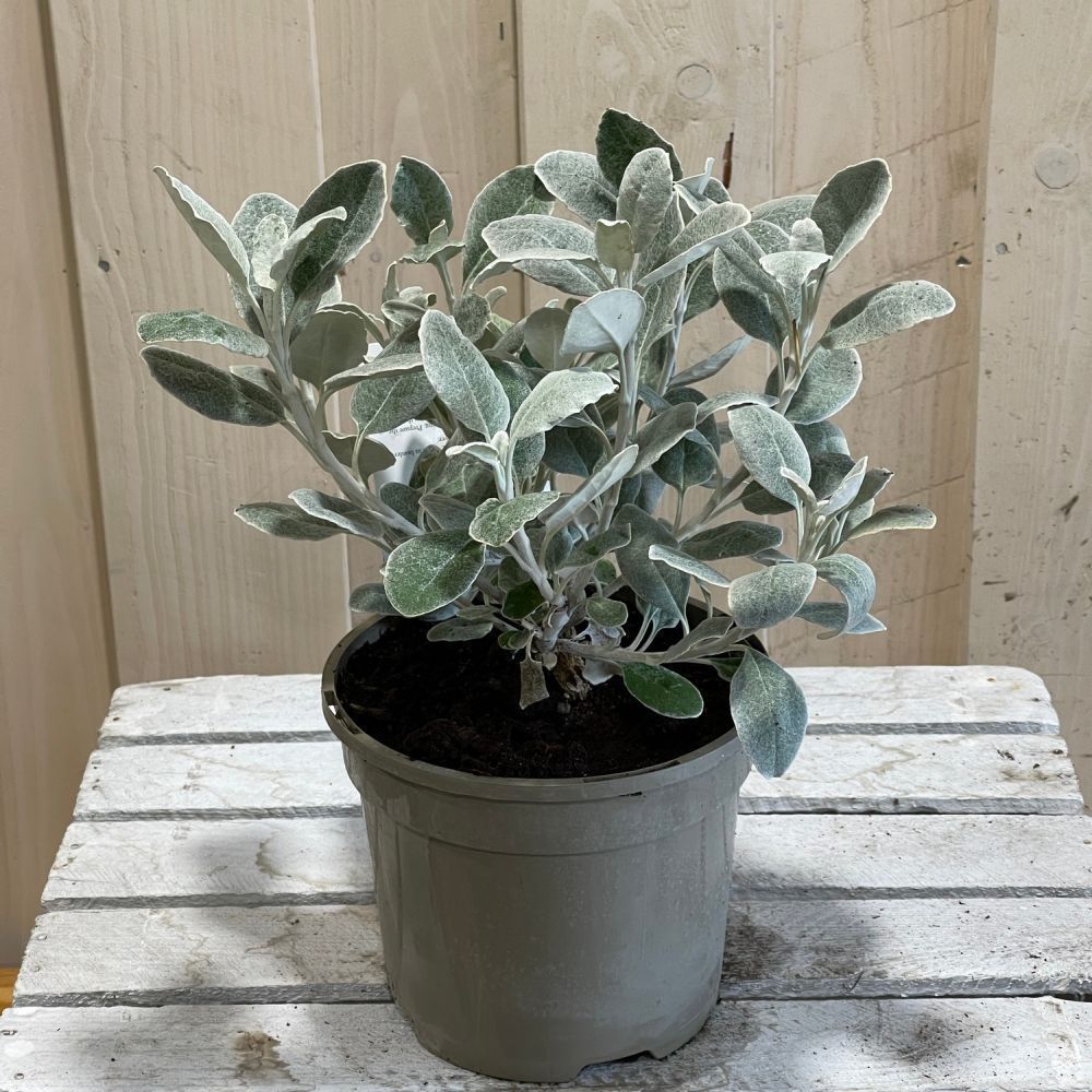 Brachyglottis 'Silver Dormouse' Plant 2Ltr Pot