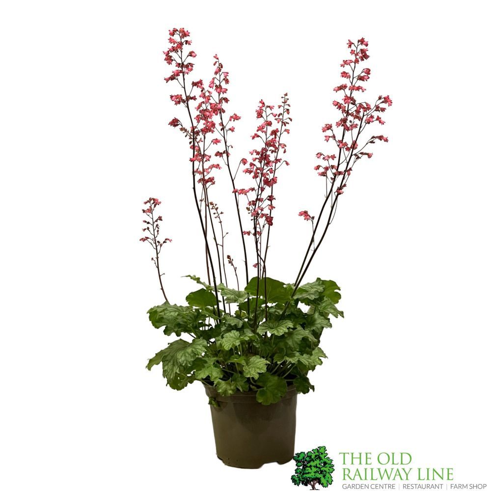 Heuchera 'Paris' 2Ltr Pot