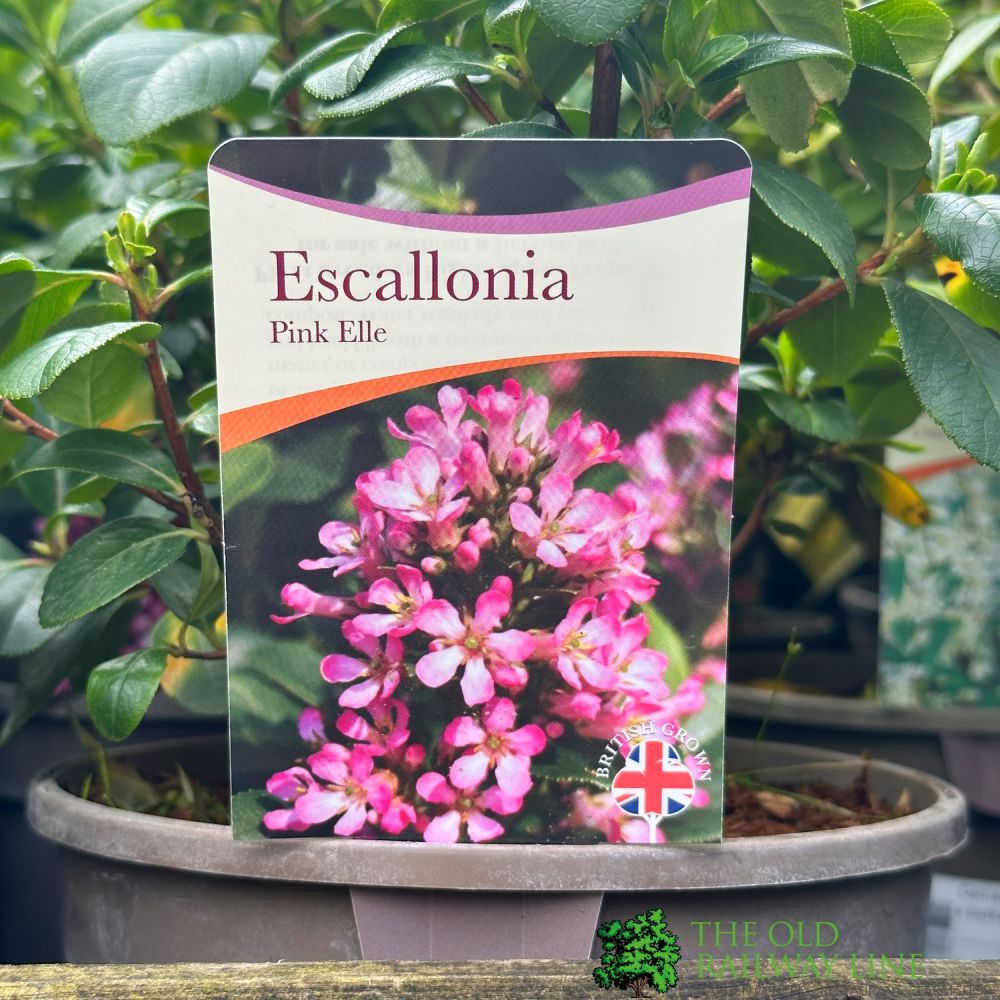 Escallonia 'Pink Elle' 3Ltr Pot